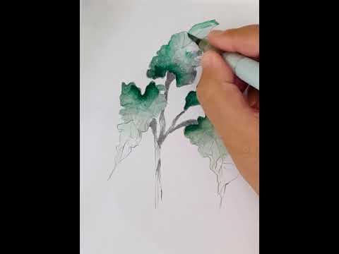 Plants Lecture 15: Alocasia macrorrhiza | Elephant Ear | اذن الفيل