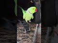BAHUT BOLTA Funny Mithukibatain Cutebirds Parrot Talkingparot Cuteanimals