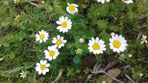 سورة الفاتحة الايات من ( 4 الى 7 ) -: