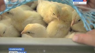 60 птенцов кур привезли сегодня в Салехард 60 птенцов кур привезли сегодня в Салехард