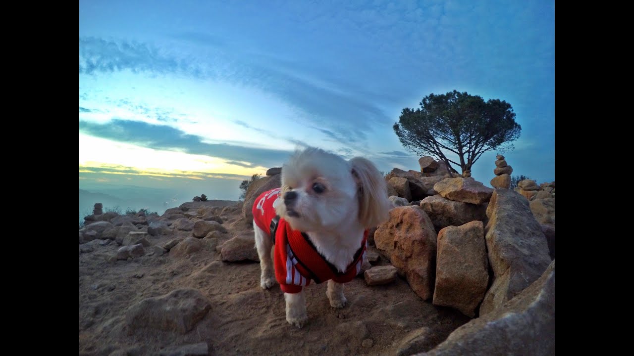 Wisdom Tree | Griffith Park Hike - YouTube