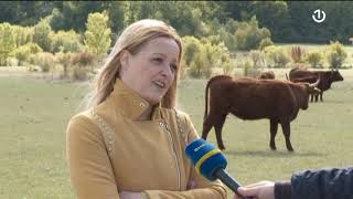 Roško polje: Farma SALERS goveda