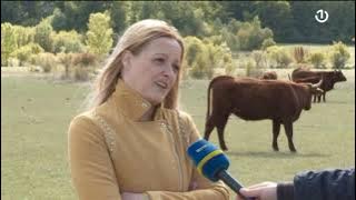 Roško polje: Farma SALERS goveda