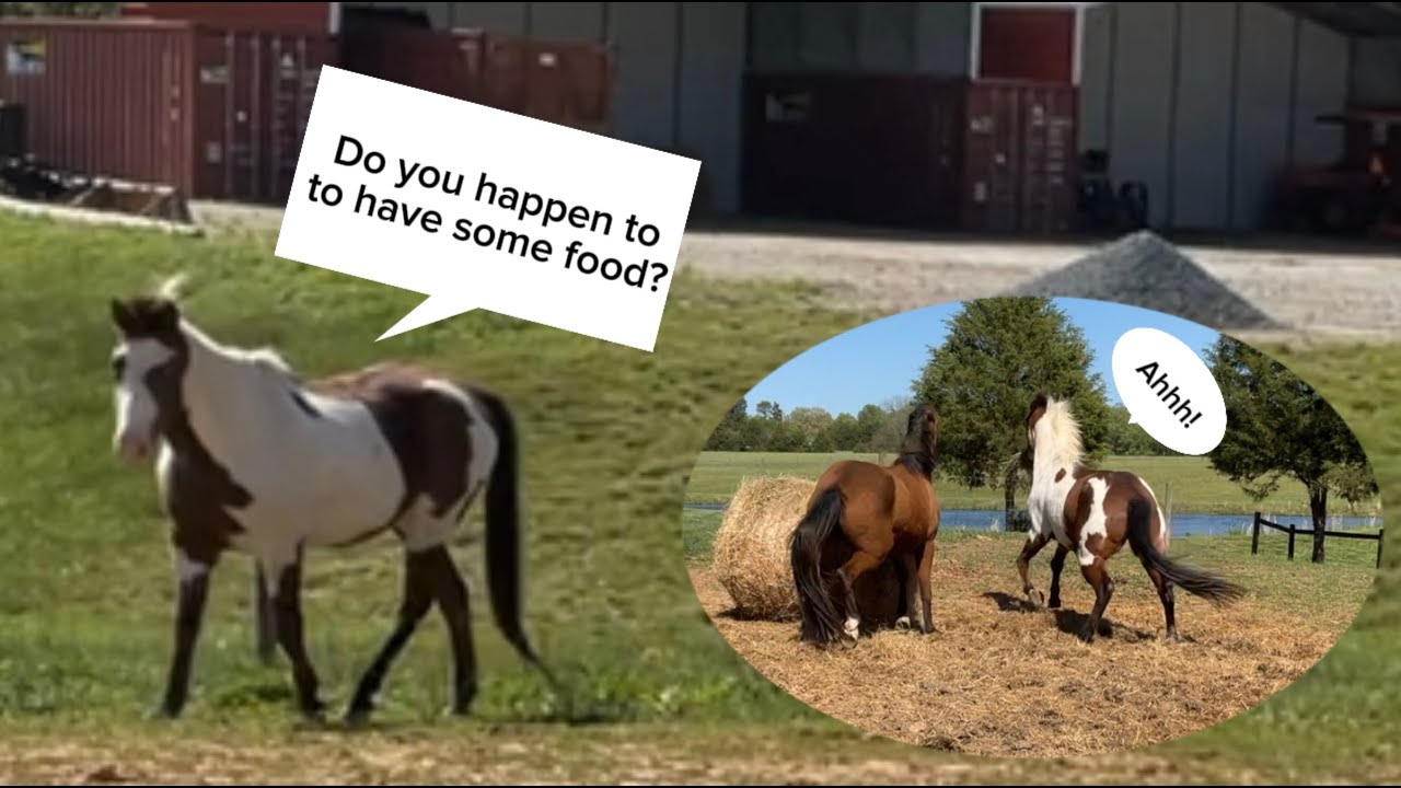 If My Horse Could Talk…