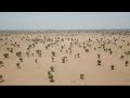 A fragile Great Green Wall for Africa • FRANCE 24 English