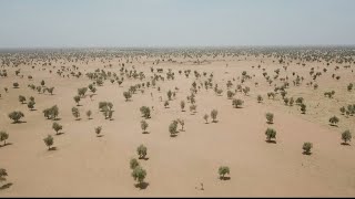 A fragile Great Green Wall for Africa • FRANCE 24 English