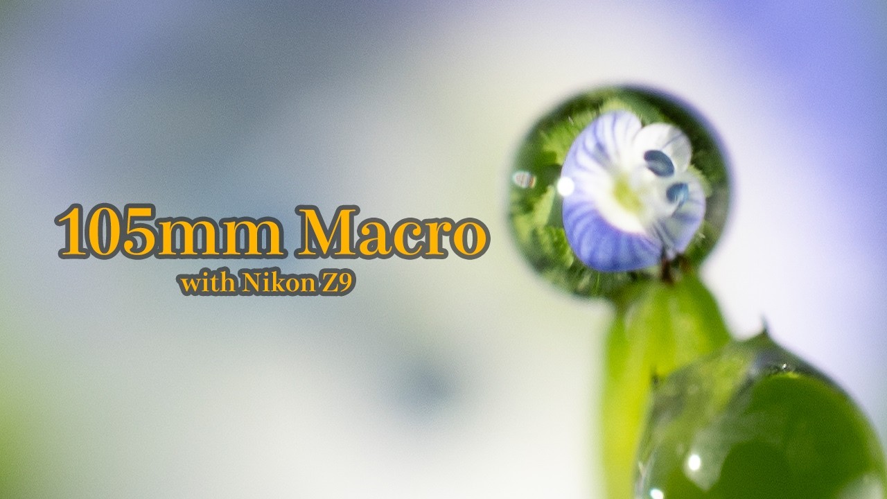 105mm macro - 若葉の風と花だより -Young Leaves, Warm Breeze
