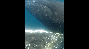 Very close encounter with a Humpback Whale! #humpbackwhale #wildlife #ocean #whale #antarctica