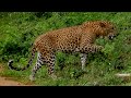 Tarina Travel: Sri Lanka - Leopard Yala National Park