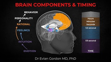 Brain Components & Timing - Dr Evian Gordon MD PhD