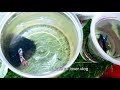 Animal lover vlog betta fish pairs