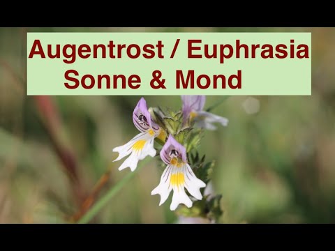 Augentrost - Wohltat für Augen und Stimme