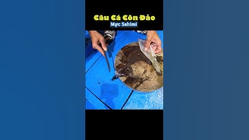 Câu Mực Côn Đảo làm món Sashimi | CHÍN MƯƠI TƯ #shorts