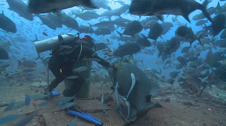 Giant Friendly Fijian Grouper