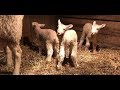 Newborn lambs find their feet.