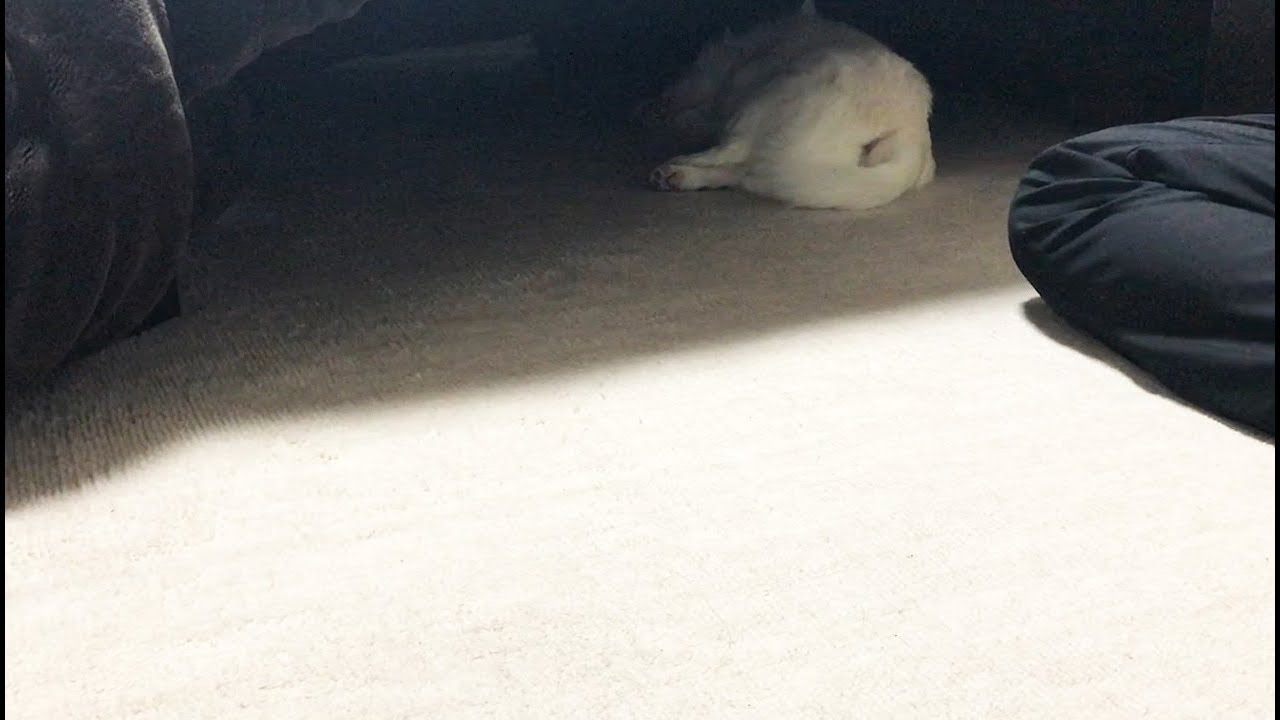 コタツの中でぐうたら過ごす犬!こたつの妖精 コハク - YouTube