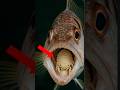 This parasite lives where a fish's TONGUE should be 😱 #animals #curiosities #shorts