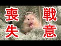 こんちゃんひまわりの種と格闘【ハムスター】