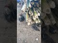 Mấy Bé Gà Con Theo Bố Mẹ Đi Kiếm Ăn