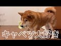 キャベツを無心で食べる柴犬