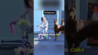 See How Fast a Doberman Becomes a Protector #doberman #incredible