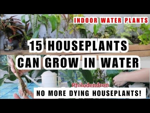 15 INDOOR PLANTS THAT CAN GROW IN WATER - Recycled Materials / Mga Halaman na Nabubuhay sa Tubig