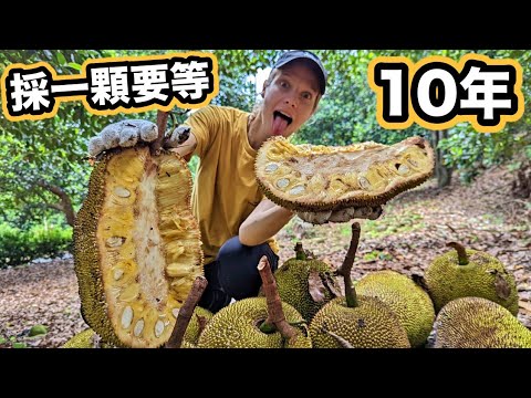 冒生命危險採世界最大的水果！一顆65公斤比人還重！台灣波羅蜜 Picking up and trying the biggest fruit in the world! Jackfruit farm!