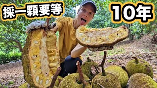 [ENG SUB] Picking up and trying the biggest fruit in the world ... 