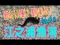 釣り動画ロマンを求めて　68釣目（江之浦漁港）+料理回？