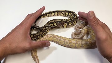 GIVEAWAY!!! FREE Ball Pythons