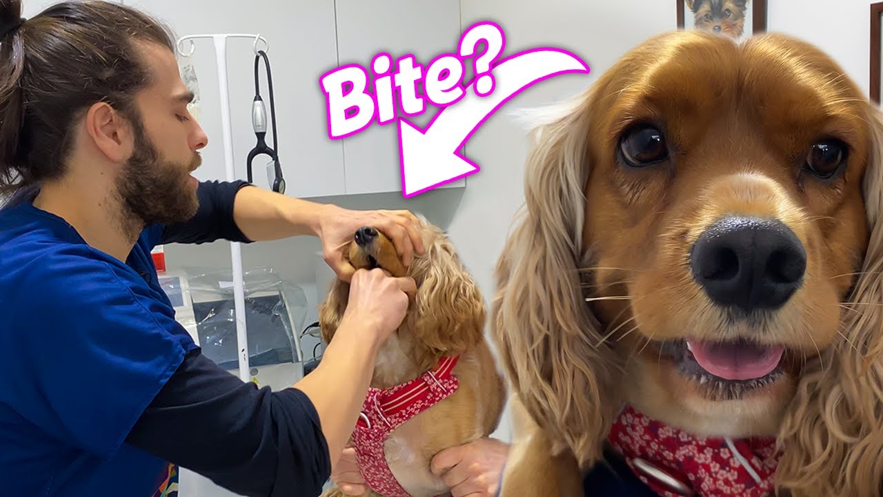 Мятежный Кокер! (Она укусила меня за руку?)