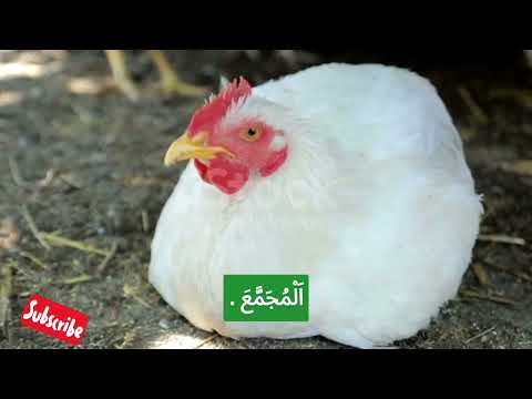 وثائقي مراحل نمو الدجاج من الفقس حتى النضج