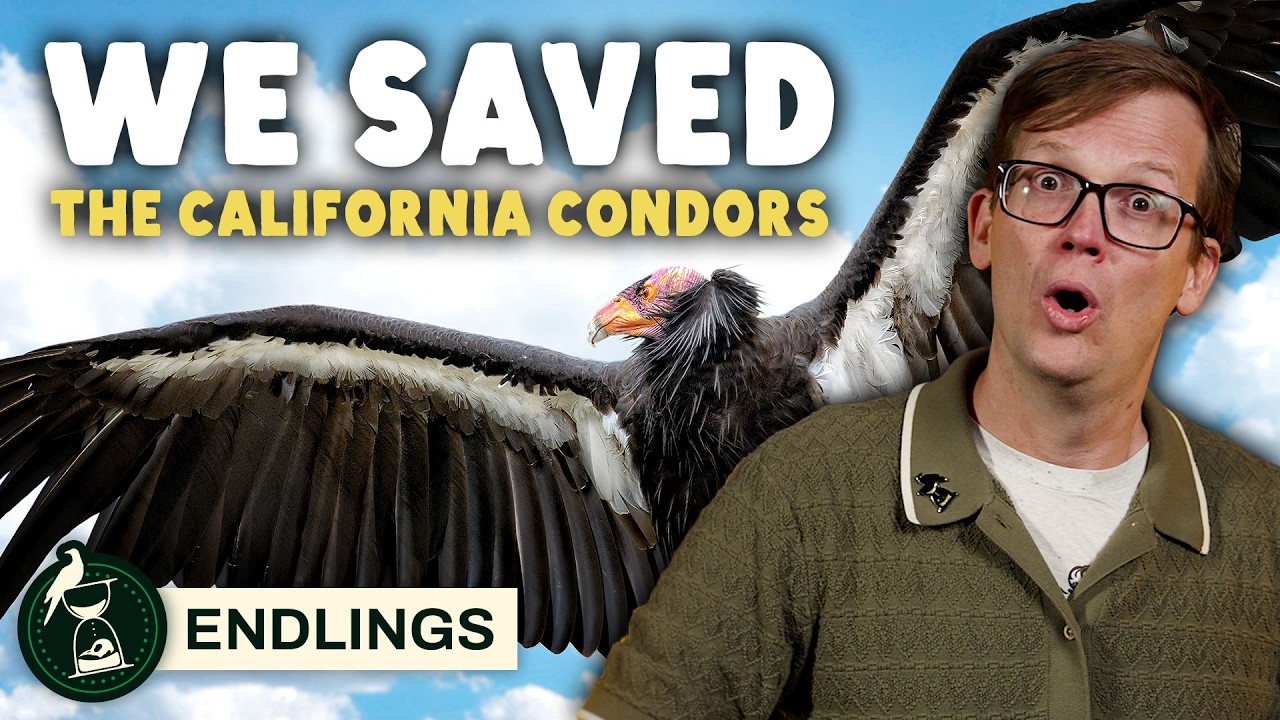 Why Did We Decide To Save This Bird?
