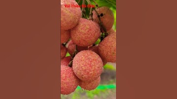 Chùm Vải Chính Vụ Đã Đỏ Như Này Rồi| | Vải Thiều Lục Ngạn Bắc Giang