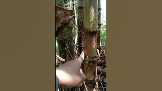 INI JUGA TIGA CIRI - CIRI PRING BETUNG / PETUNG