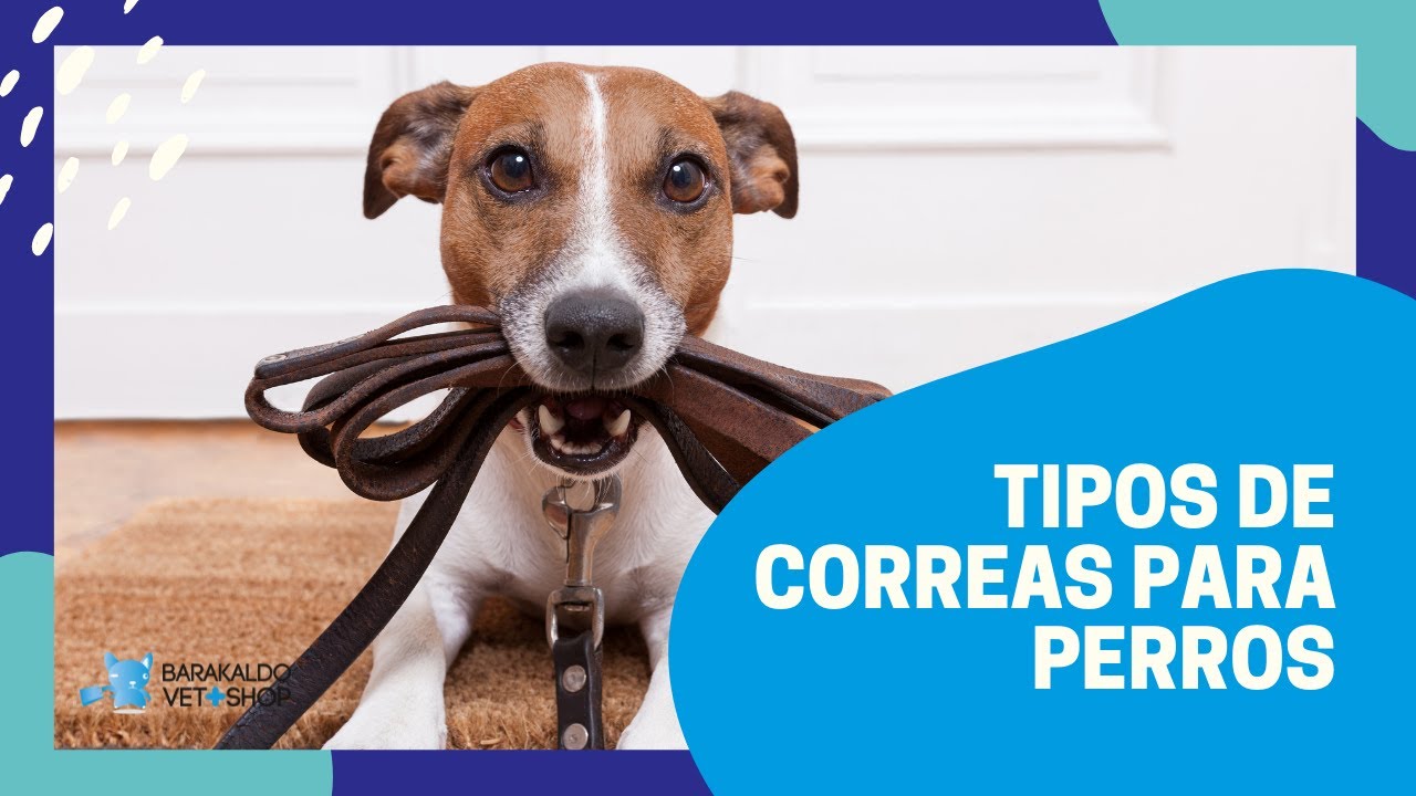 Tipos correas para perros - Tienda Blog