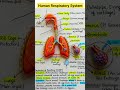 RESPIRATORY SYSTEM #class10  #neet #shortsfeed#education