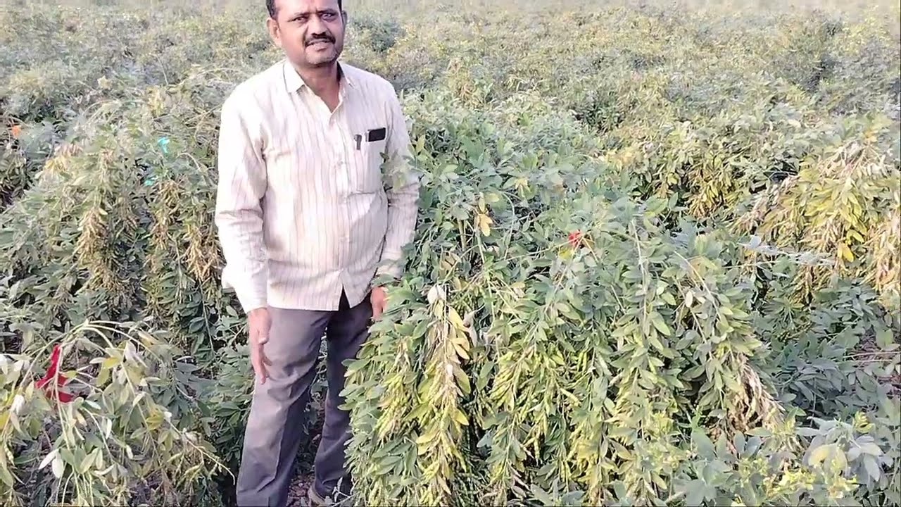 ભરતભાઈ  ફુલે પુષ્પા તુવેર માં જગોમગો ફાલ લાઈવા | fule puspa| tuver | best tuver | top tuver| tur