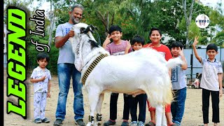 Legend Kota of Pansare Goat Farm | Metro MGF | Pune Series