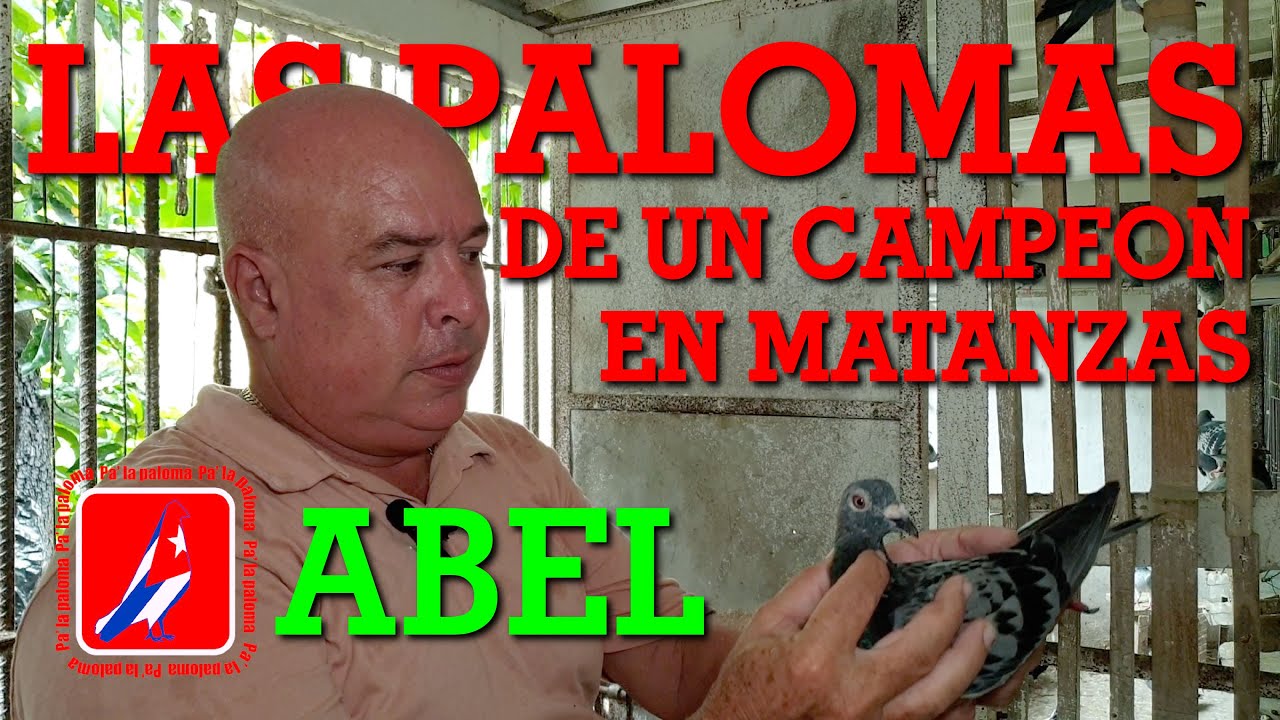 ✅PALOMAR DE ABEL. LAS PALOMAS DE UN CAMPEON EN MATANZAS✅