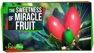 Miracle Fruit: How to Trick Your Taste Buds Miracle Fruit: How to Trick Your Taste Buds