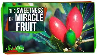 Miracle Fruit: How to Trick Your Taste Buds