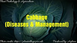 Cabbage | Diseases | Symptoms and Management screenshot 4