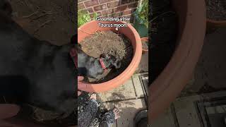 #taurus #moon #grounding #sausagedog #dachshund #dog #love #healing # #lifeisbutadream #funny #love
