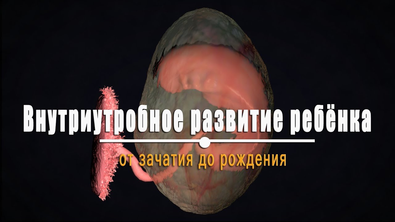 Внутриутробное развитие ребенка с момента зачатия до появления на свет рекомендации Внутриутробное развитие ребенка с момента зачатия до появления на свет рекомендации