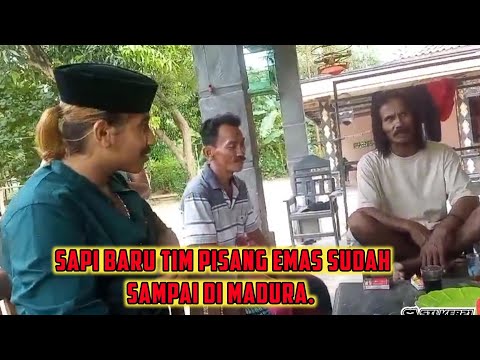 Sapi Baru Tim Pisang Emas Sudah Sampai Di Madura Di Antar Langsung Yek Jadid Probolinggo.