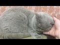 Старая кошка ревнует и плачет/The old cat is jealous and crying