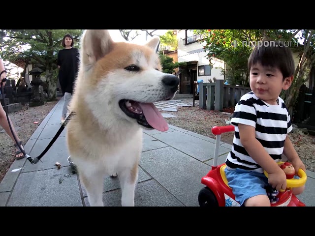 動画 秋田犬 虎丸 と仲良し3人きょうだい 秋田 Nippon Com