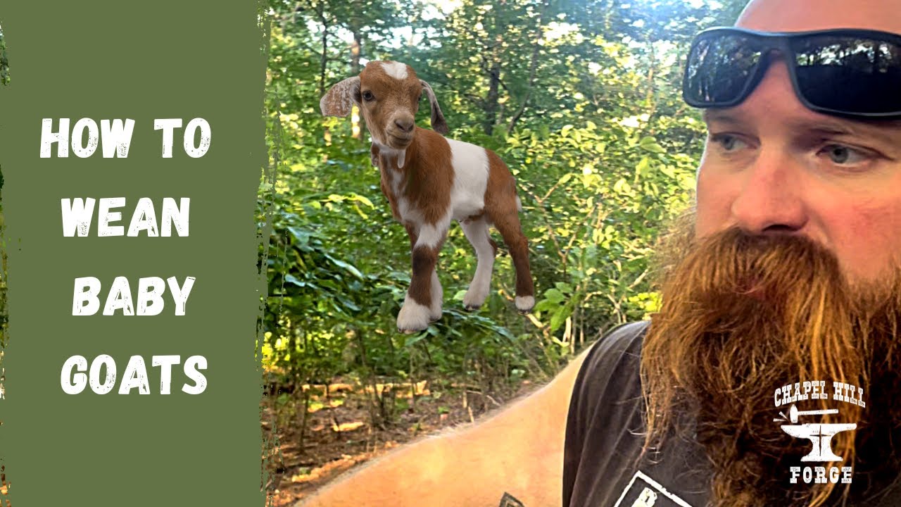 How To Wean Baby Goats Separating Baby Goats To Get MORE Milk YouTube how-to-wean-baby-goats-separating-baby-goats-to-get-more-milk-youtube