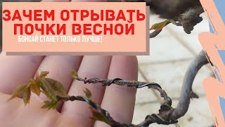 Влияние почек на рост и развитие бонсай. Важность выбора почек весной у бонсай. Что такое Metsumi